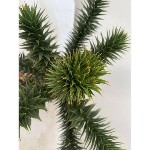 19 - ONE MONKEY PUZZLE TREE ARAUCARIA ARAUCANA APPROX 70CM IN HEIGHT IN A 5 LTR POT PLUS VAT