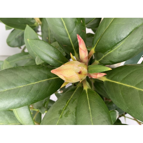 190 - TWO RHODODENDRON PONTICUM VARIEGATUM AND VIRGINIA RICHARDS IN 5 LTR POTS 60CM TALL PLUS VAT TO BE SO... 