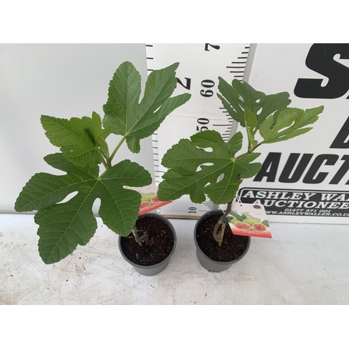 193 - TWO FIG FICUS CARICA IN 2 LTR POTS APPROX 90CM IN HEIGHT NO VAT TO BE SOLD FOR THE TWO