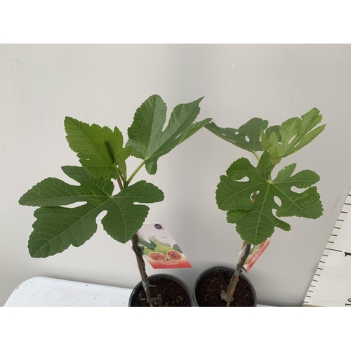 193 - TWO FIG FICUS CARICA IN 2 LTR POTS APPROX 90CM IN HEIGHT NO VAT TO BE SOLD FOR THE TWO