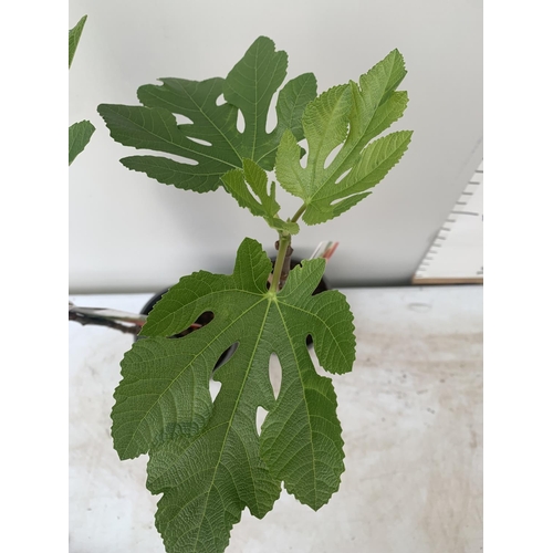 193 - TWO FIG FICUS CARICA IN 2 LTR POTS APPROX 90CM IN HEIGHT NO VAT TO BE SOLD FOR THE TWO