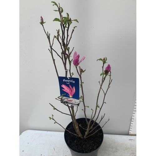 194 - ONE MAGNOLIA 'SUSAN' DARK PINK IN A 7 LTR POT APPROX ONE METRE IN HEIGHT PLUS VAT