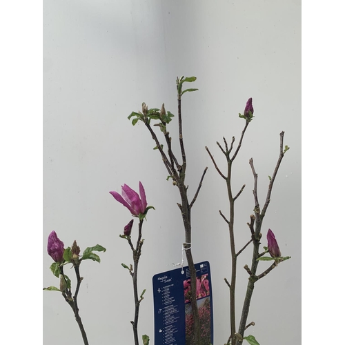 194 - ONE MAGNOLIA 'SUSAN' DARK PINK IN A 7 LTR POT APPROX ONE METRE IN HEIGHT PLUS VAT