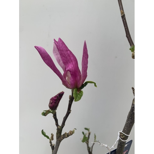 194 - ONE MAGNOLIA 'SUSAN' DARK PINK IN A 7 LTR POT APPROX ONE METRE IN HEIGHT PLUS VAT