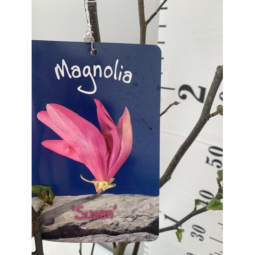 194 - ONE MAGNOLIA 'SUSAN' DARK PINK IN A 7 LTR POT APPROX ONE METRE IN HEIGHT PLUS VAT