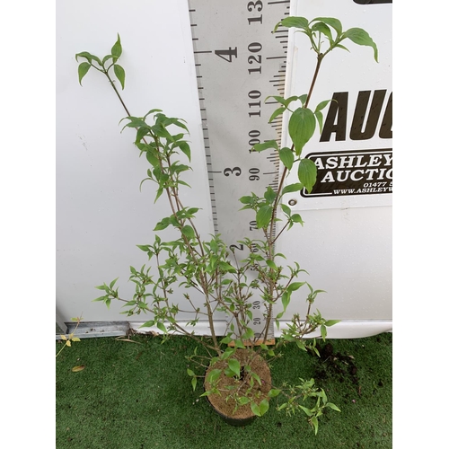 195 - ONE CORNUS KOUSA 'CHINA GIRL' TREE APPROX 130CM IN HEIGHT IN A 7 LTR POT PLUS VAT