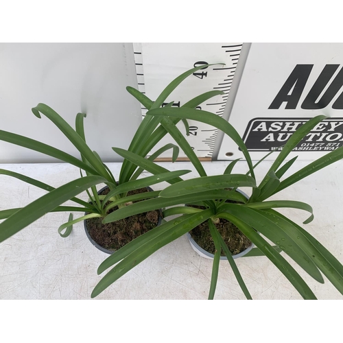 196 - TWO AGAPANTHUS AFRICANUS IN 2 LTR POTS APPROX 50CM IN HEIGHT PLUS VAT TO BE SOLD FOR THE TWO