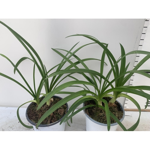 196 - TWO AGAPANTHUS AFRICANUS IN 2 LTR POTS APPROX 50CM IN HEIGHT PLUS VAT TO BE SOLD FOR THE TWO