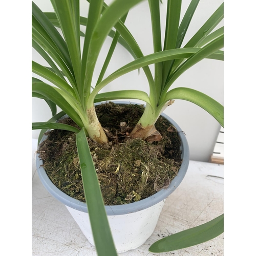 196 - TWO AGAPANTHUS AFRICANUS IN 2 LTR POTS APPROX 50CM IN HEIGHT PLUS VAT TO BE SOLD FOR THE TWO