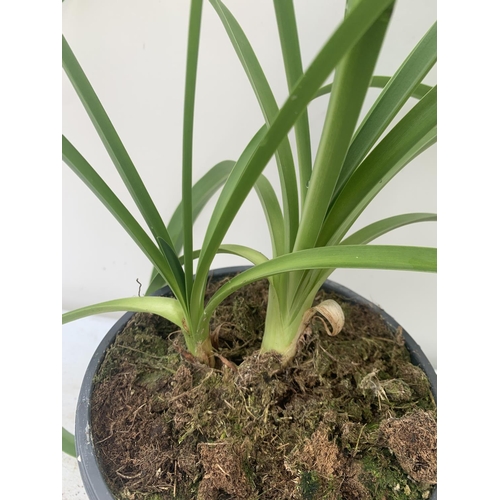 196 - TWO AGAPANTHUS AFRICANUS IN 2 LTR POTS APPROX 50CM IN HEIGHT PLUS VAT TO BE SOLD FOR THE TWO