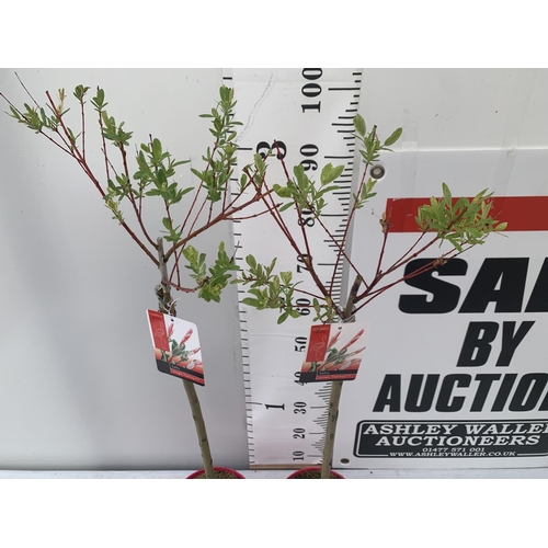 197 - TWO STANDARD SALIX INTEGRA 'FLAMINGO' OVER 110CM IN HEIGHT IN 3 LTR POTS PLUS VAT TO BE SOLD FOR THE... 