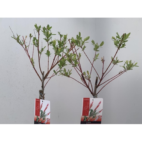 197 - TWO STANDARD SALIX INTEGRA 'FLAMINGO' OVER 110CM IN HEIGHT IN 3 LTR POTS PLUS VAT TO BE SOLD FOR THE... 