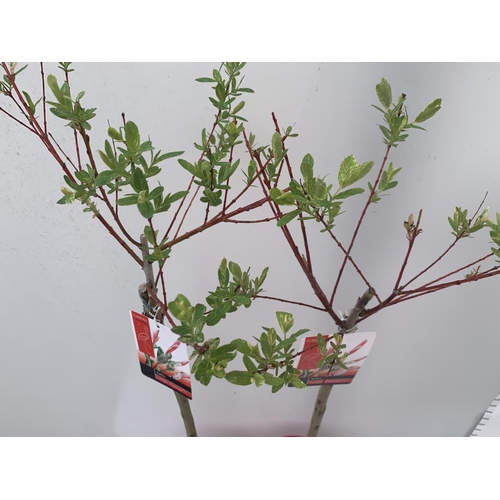 197 - TWO STANDARD SALIX INTEGRA 'FLAMINGO' OVER 110CM IN HEIGHT IN 3 LTR POTS PLUS VAT TO BE SOLD FOR THE... 