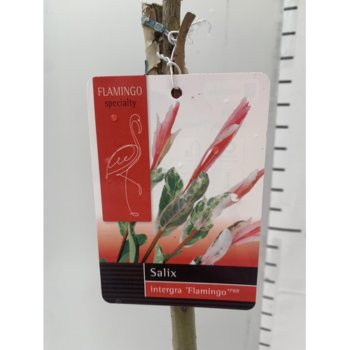 197 - TWO STANDARD SALIX INTEGRA 'FLAMINGO' OVER 110CM IN HEIGHT IN 3 LTR POTS PLUS VAT TO BE SOLD FOR THE... 