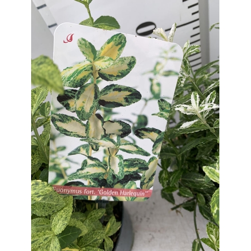 198 - TWO EUONYMUS FORTUNA 'HARLEQUIN' AND 'GOLDEN HARLEQUIN' IN 2 LTR POTS APPROX 40CM IN HEIGHT PLUS VAT... 