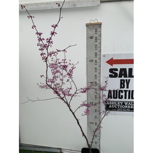 2 - A CERCIS CANADENSIS CANADIAN REDBUD TREE IN PINK FLOWER OVER 2 METRES IN HEIGHT PLUS VAT IN A 7 LTR ... 