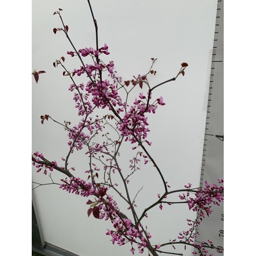 2 - A CERCIS CANADENSIS CANADIAN REDBUD TREE IN PINK FLOWER OVER 2 METRES IN HEIGHT PLUS VAT IN A 7 LTR ... 