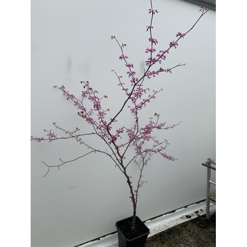 2 - A CERCIS CANADENSIS CANADIAN REDBUD TREE IN PINK FLOWER OVER 2 METRES IN HEIGHT PLUS VAT IN A 7 LTR ... 