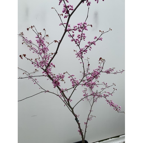 2 - A CERCIS CANADENSIS CANADIAN REDBUD TREE IN PINK FLOWER OVER 2 METRES IN HEIGHT PLUS VAT IN A 7 LTR ... 