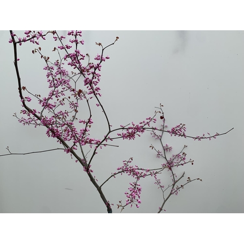 2 - A CERCIS CANADENSIS CANADIAN REDBUD TREE IN PINK FLOWER OVER 2 METRES IN HEIGHT PLUS VAT IN A 7 LTR ... 