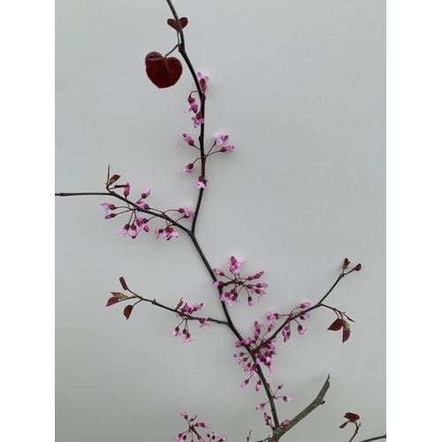 2 - A CERCIS CANADENSIS CANADIAN REDBUD TREE IN PINK FLOWER OVER 2 METRES IN HEIGHT PLUS VAT IN A 7 LTR ... 