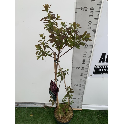 21 - A COTINUS 'ROYAL PURPLE' SMOKE BUSH TREE OVER 160CM IN HEIGHT IN FLOWER IN A 10 LTR POT PLUS VAT