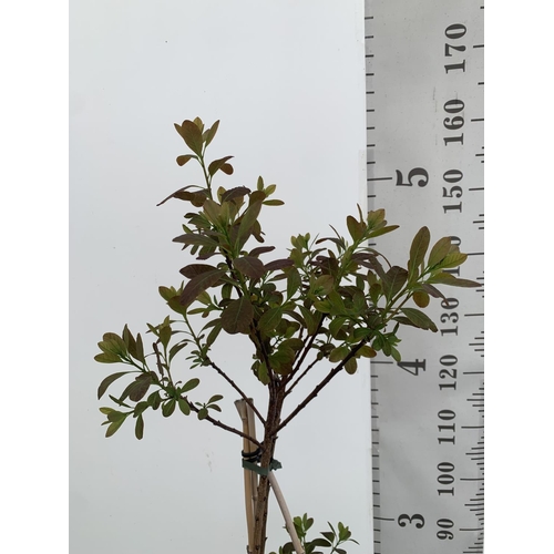 21 - A COTINUS 'ROYAL PURPLE' SMOKE BUSH TREE OVER 160CM IN HEIGHT IN FLOWER IN A 10 LTR POT PLUS VAT