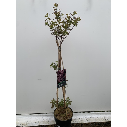 21 - A COTINUS 'ROYAL PURPLE' SMOKE BUSH TREE OVER 160CM IN HEIGHT IN FLOWER IN A 10 LTR POT PLUS VAT