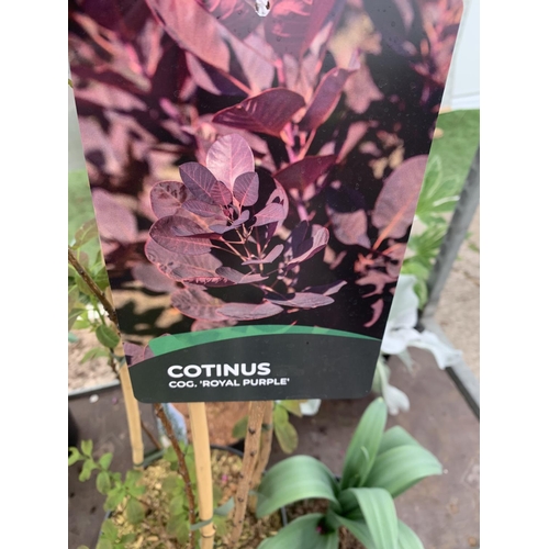 21 - A COTINUS 'ROYAL PURPLE' SMOKE BUSH TREE OVER 160CM IN HEIGHT IN FLOWER IN A 10 LTR POT PLUS VAT