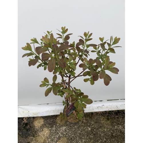 21 - A COTINUS 'ROYAL PURPLE' SMOKE BUSH TREE OVER 160CM IN HEIGHT IN FLOWER IN A 10 LTR POT PLUS VAT