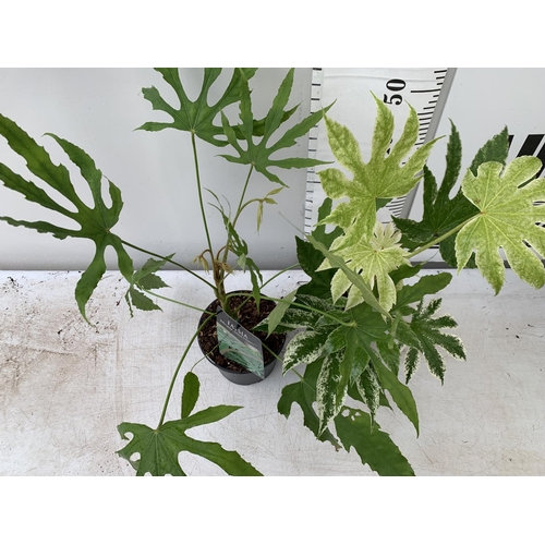 24 - TWO FATSIA JAPONICA 'SPIDERS WEB' AND FATSIA POLYCARPA 'GREEN FINGERS' IN 2 LTR POTS 60CM TALL PLUS ... 