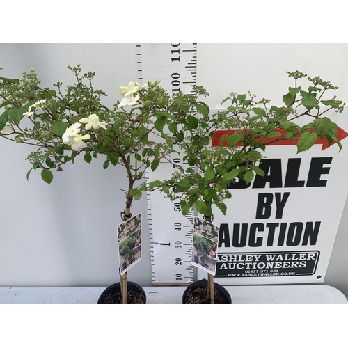 3 - TWO STANDARD VIBURNUM PLICATUM 'WATANABE' APPROX 110CM IN HEIGHT IN 3 LTR POTS PLUS VAT TO BE SOLD F... 