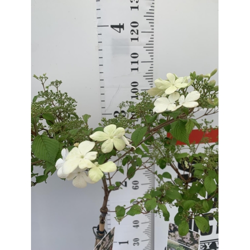 3 - TWO STANDARD VIBURNUM PLICATUM 'WATANABE' APPROX 110CM IN HEIGHT IN 3 LTR POTS PLUS VAT TO BE SOLD F... 