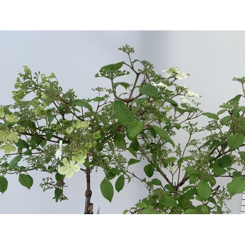 3 - TWO STANDARD VIBURNUM PLICATUM 'WATANABE' APPROX 110CM IN HEIGHT IN 3 LTR POTS PLUS VAT TO BE SOLD F... 