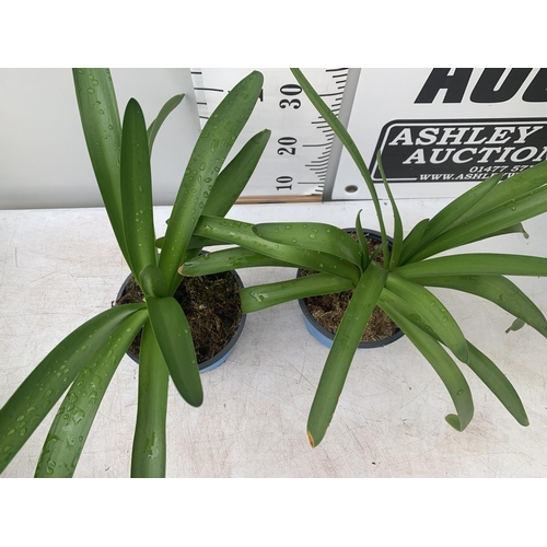 31 - TWO AGAPANTHUS AFRICANUS IN 2 LTR POTS APPROX 50CM IN HEIGHT PLUS VAT TO BE SOLD FOR THE TWO