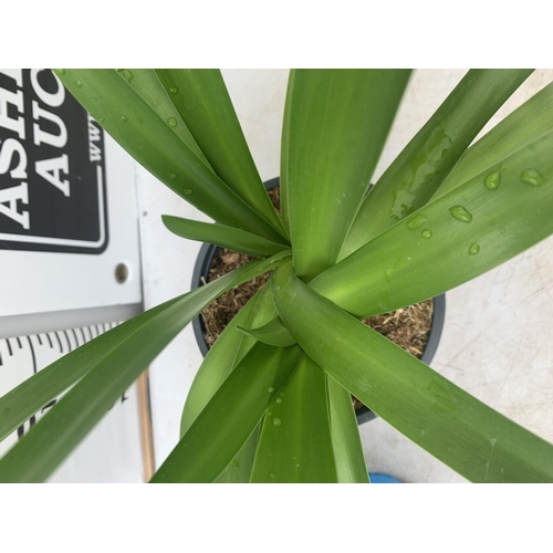 31 - TWO AGAPANTHUS AFRICANUS IN 2 LTR POTS APPROX 50CM IN HEIGHT PLUS VAT TO BE SOLD FOR THE TWO