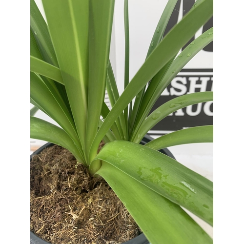 31 - TWO AGAPANTHUS AFRICANUS IN 2 LTR POTS APPROX 50CM IN HEIGHT PLUS VAT TO BE SOLD FOR THE TWO