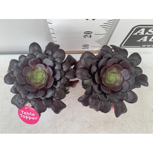 32 - TWO AEONIUM ARBOREUM VELOURS IN 1 LTR POTS 25CM IN HEIGHT PLUS VAT TO BE SOLD FOR THE TWO