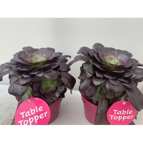 32 - TWO AEONIUM ARBOREUM VELOURS IN 1 LTR POTS 25CM IN HEIGHT PLUS VAT TO BE SOLD FOR THE TWO