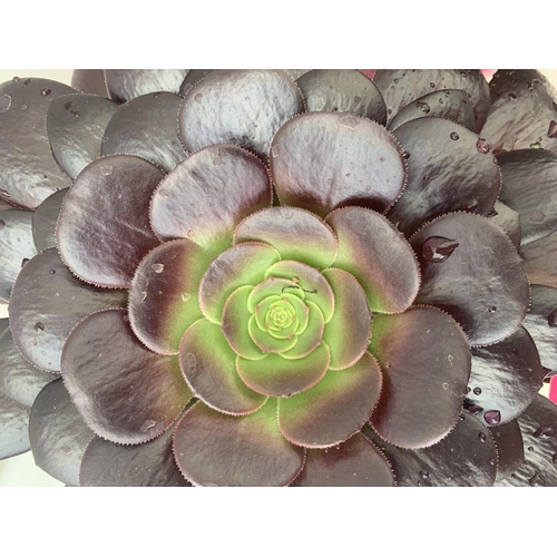 32 - TWO AEONIUM ARBOREUM VELOURS IN 1 LTR POTS 25CM IN HEIGHT PLUS VAT TO BE SOLD FOR THE TWO