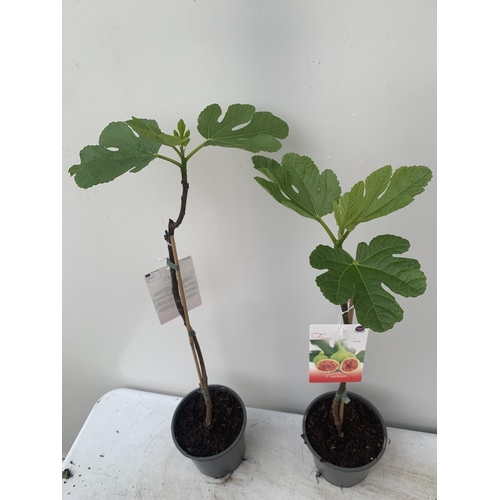 33 - TWO FIG FICUS CARICA IN 2 LTR POTS APPROX 90CM IN HEIGHT NO VAT TO BE SOLD FOR THE TWO