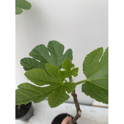 33 - TWO FIG FICUS CARICA IN 2 LTR POTS APPROX 90CM IN HEIGHT NO VAT TO BE SOLD FOR THE TWO