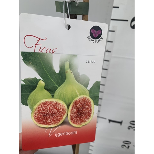 33 - TWO FIG FICUS CARICA IN 2 LTR POTS APPROX 90CM IN HEIGHT NO VAT TO BE SOLD FOR THE TWO