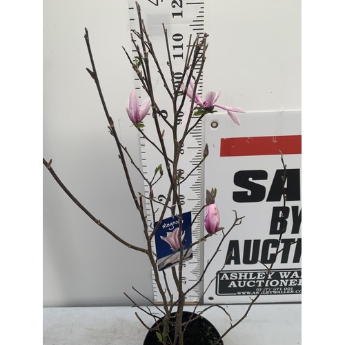 34 - ONE MAGNOLIA 'BETTY' PINK IN A 7 LTR POT APPROX 130CM IN HEIGHT PLUS VAT