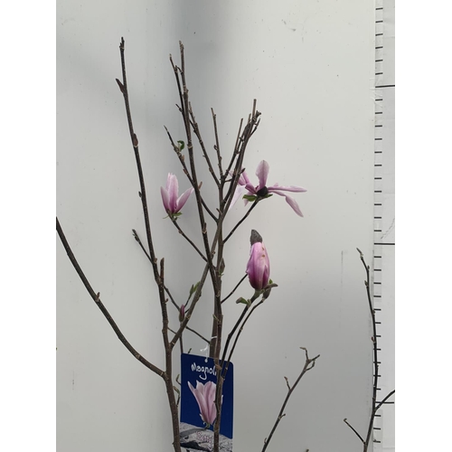 34 - ONE MAGNOLIA 'BETTY' PINK IN A 7 LTR POT APPROX 130CM IN HEIGHT PLUS VAT