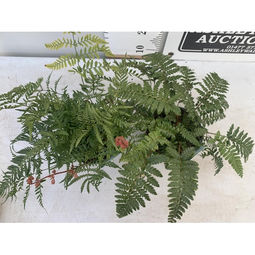 35 - TWO FERNS POLYSTICHUM 'JADE' AND DRYOPTERIS ERYTHROSORA IN 2 LTR POTS APPROX 40CM IN HEIGHT PLUS VAT... 