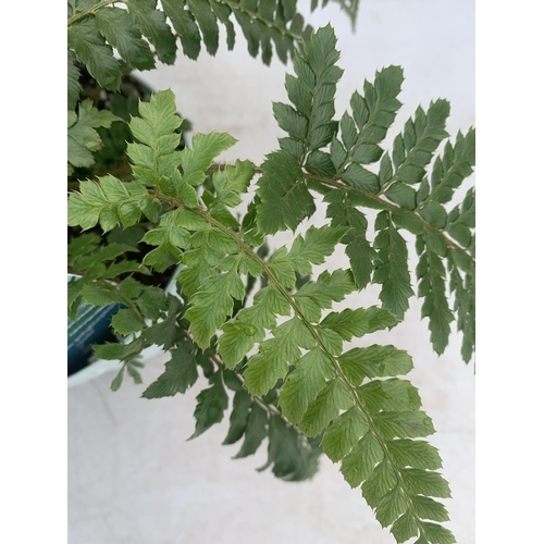 35 - TWO FERNS POLYSTICHUM 'JADE' AND DRYOPTERIS ERYTHROSORA IN 2 LTR POTS APPROX 40CM IN HEIGHT PLUS VAT... 