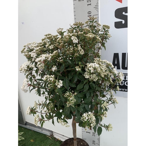 36 - ONE VIBURNUM TINUS STANDARD TREE 'EVE PRICE' APPROX 140CM IN HEIGHT IN A 10 LTR POT PLUS VAT