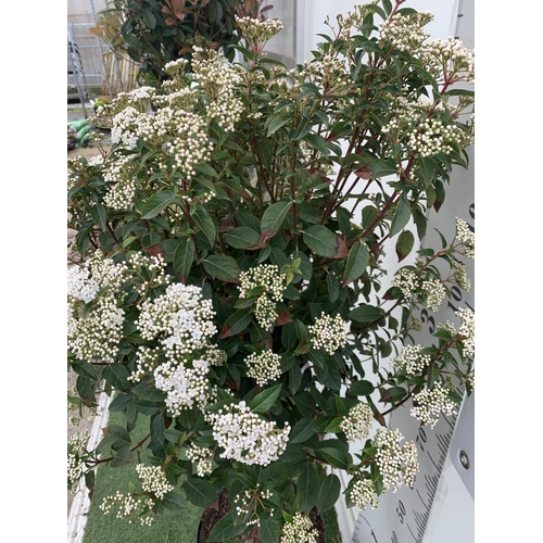 36 - ONE VIBURNUM TINUS STANDARD TREE 'EVE PRICE' APPROX 140CM IN HEIGHT IN A 10 LTR POT PLUS VAT