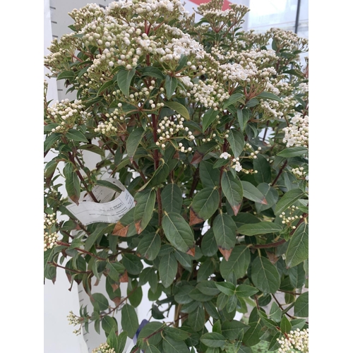 36 - ONE VIBURNUM TINUS STANDARD TREE 'EVE PRICE' APPROX 140CM IN HEIGHT IN A 10 LTR POT PLUS VAT